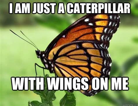 butterfly memes funny|butterfly meme is this.